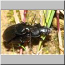 Pterostichus melanarius - Laufkaefer 01b 10-14mm Paarung - OS-Hasbergen Lehmwiese.jpg